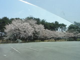 福一原発西門桜の木